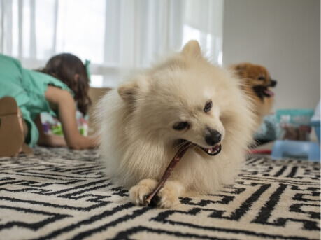 Cãozinho comendo um petisco natural