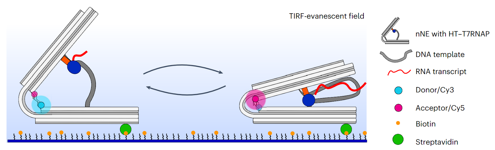 A diagram of a conveyor belt

Description automatically generated