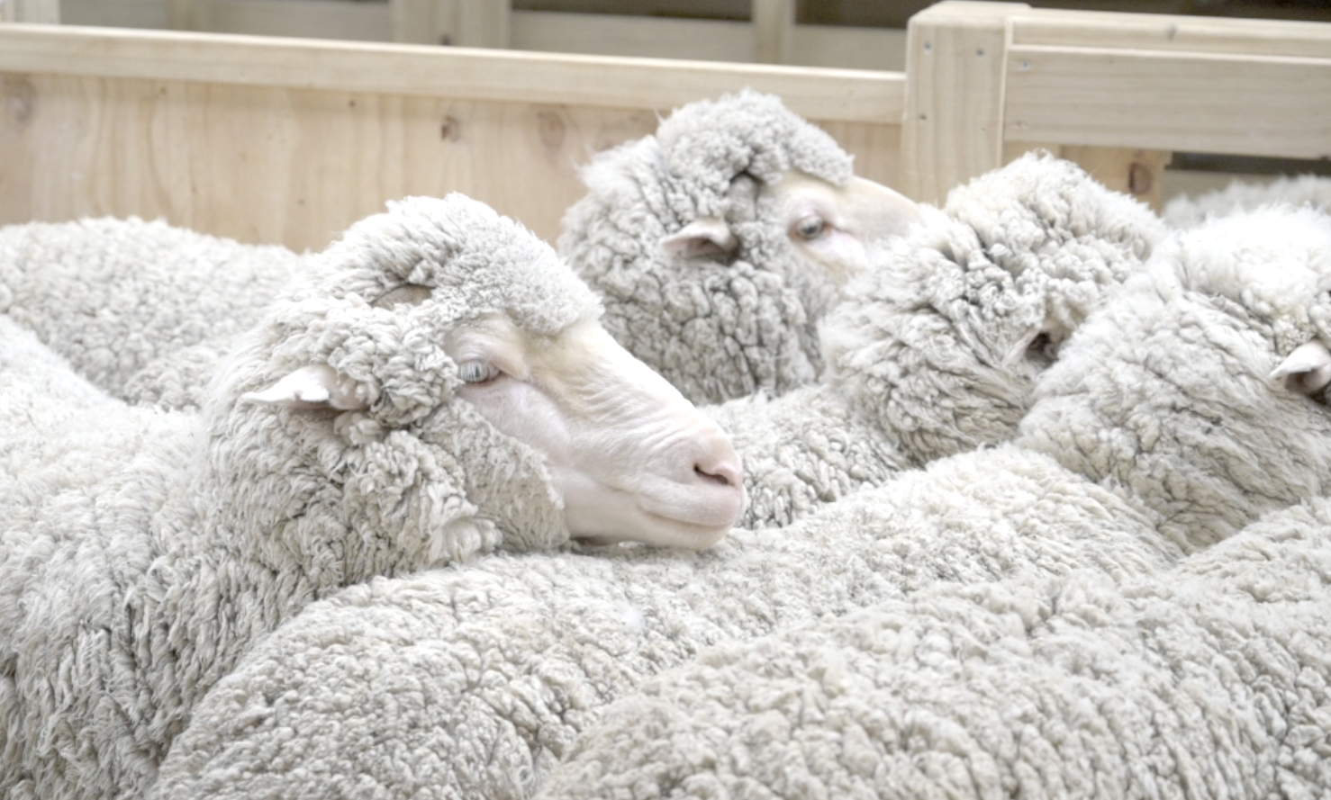 OUR MERINO IS PURE