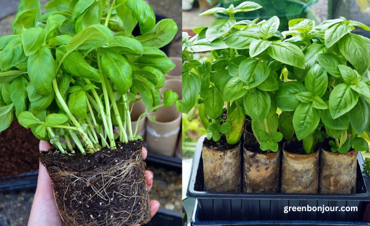 basil plant leaves turning brown