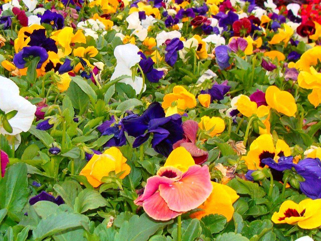 Pansy Flowers