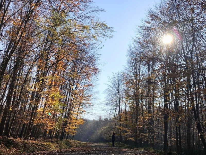 Lesná cesta.