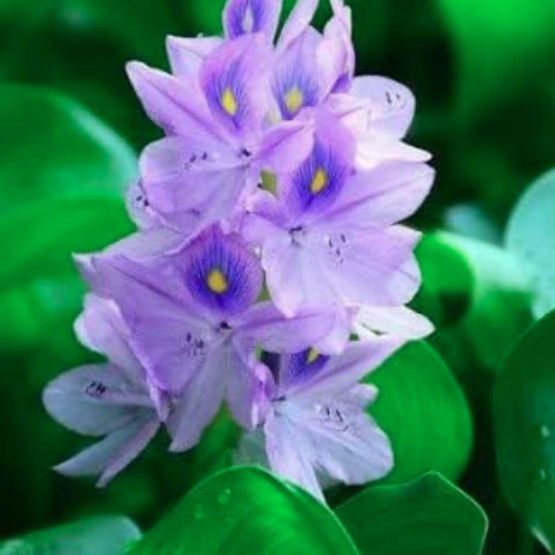 Water Hyacinth for koi pond
