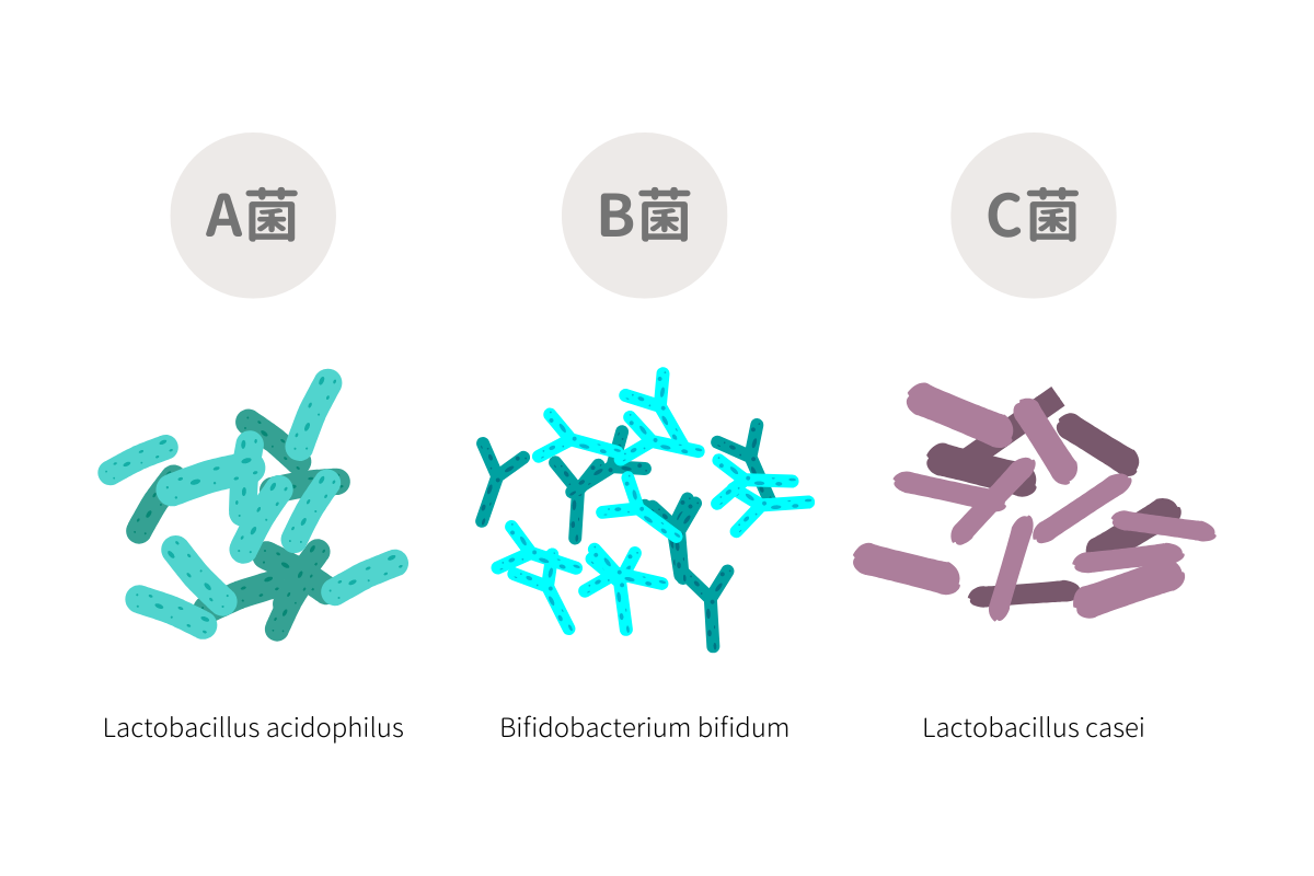 常見3大益生菌種類