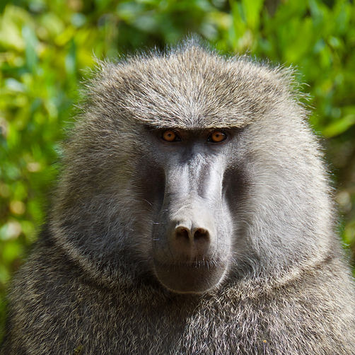 Baboon