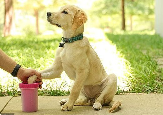 Paw Washing For Dogs