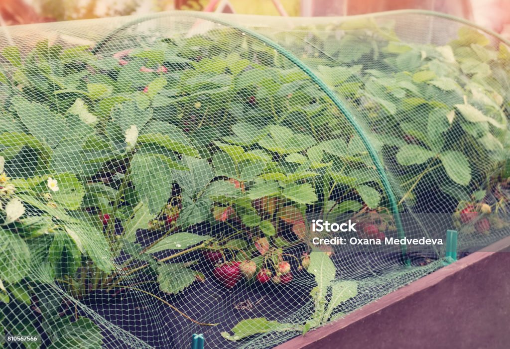 Protect the plant from harsh weather