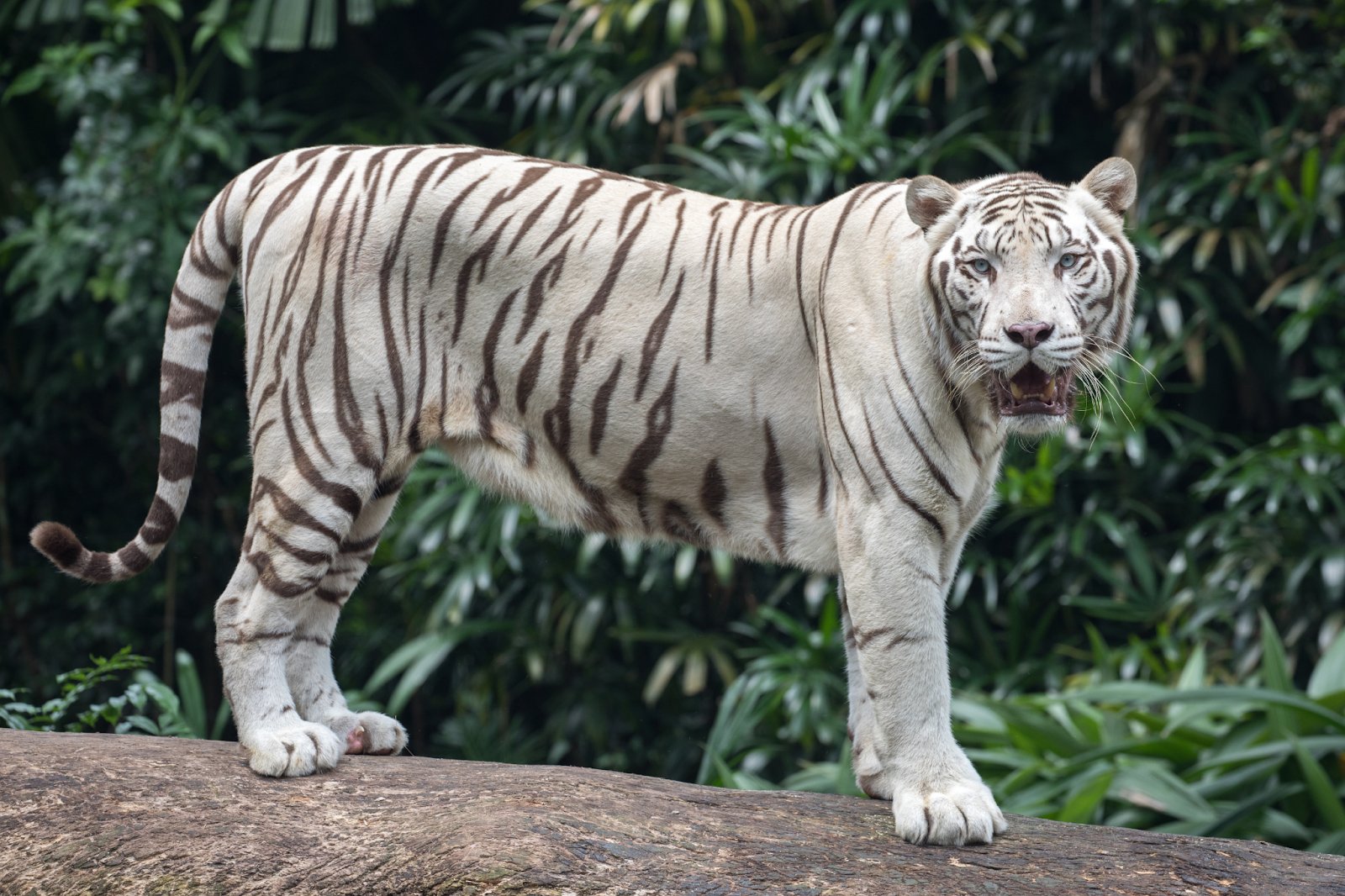 white tigers