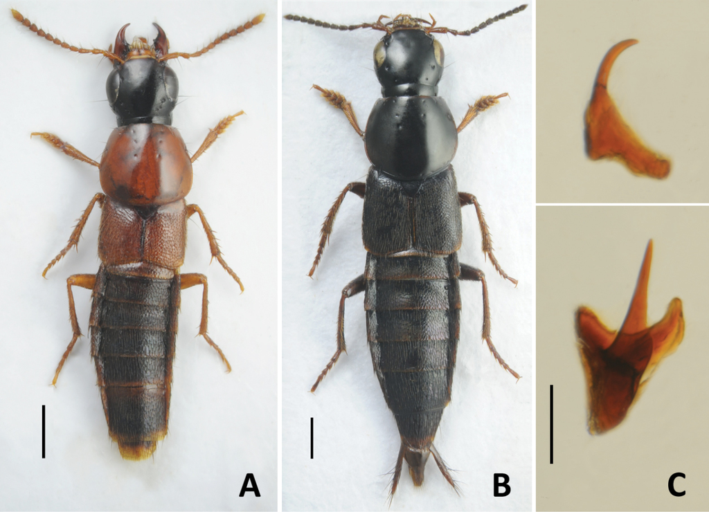 Rove beetles of the genus Quedius (Coleoptera, Staphylinidae) of Russia: a  key to species and annotated catalogue