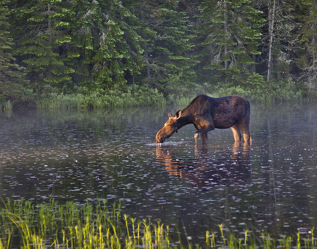 Moose in lake at Algonquin Provincial Park, Ontario