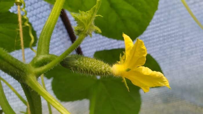 How to grow cucumbers in pots.