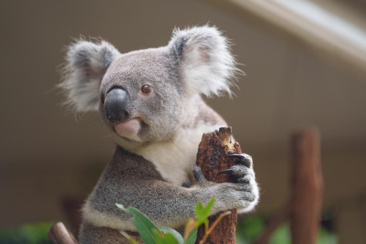 A koala bear holding a tree branch

Description automatically generated