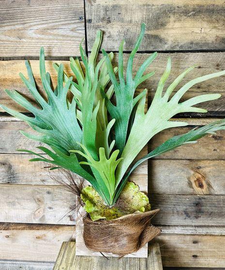 Staghorn Ferns