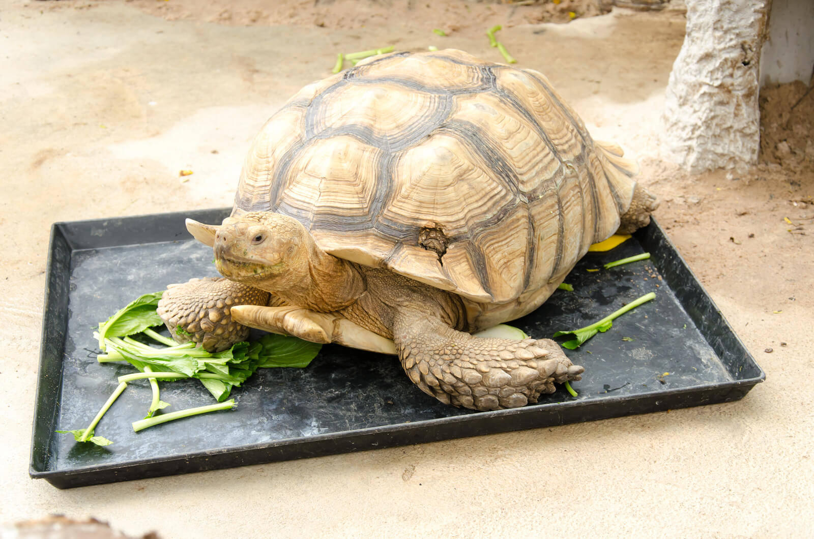 How Often Do Tortoises Eat