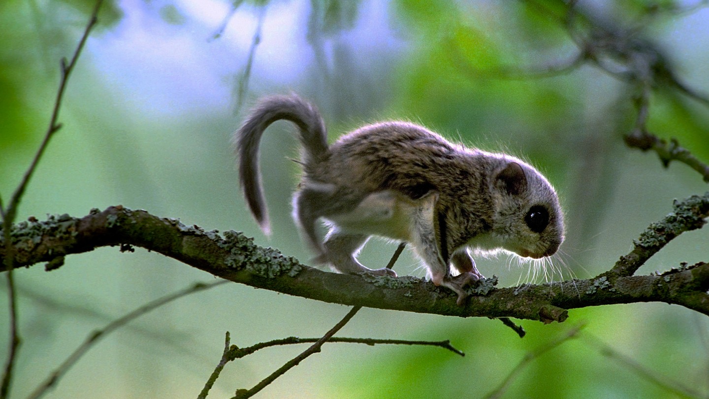 Flying Squirrels In NH