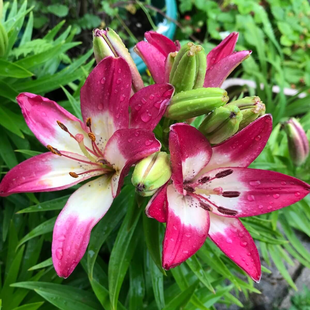 midsummer lilies gaelle chassery.jpg