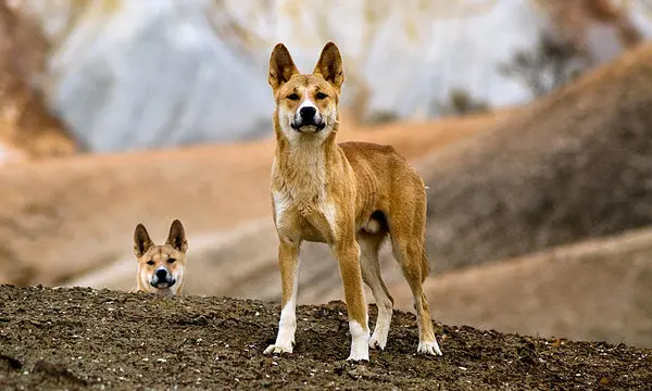 Australian Dingo