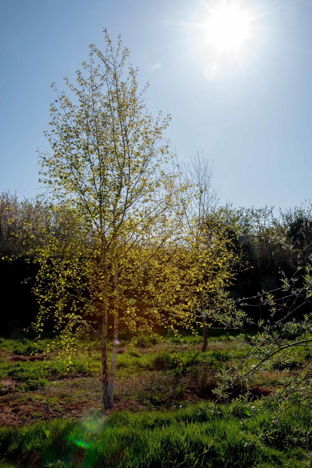 multi-stem silver birch trees in a landscaep