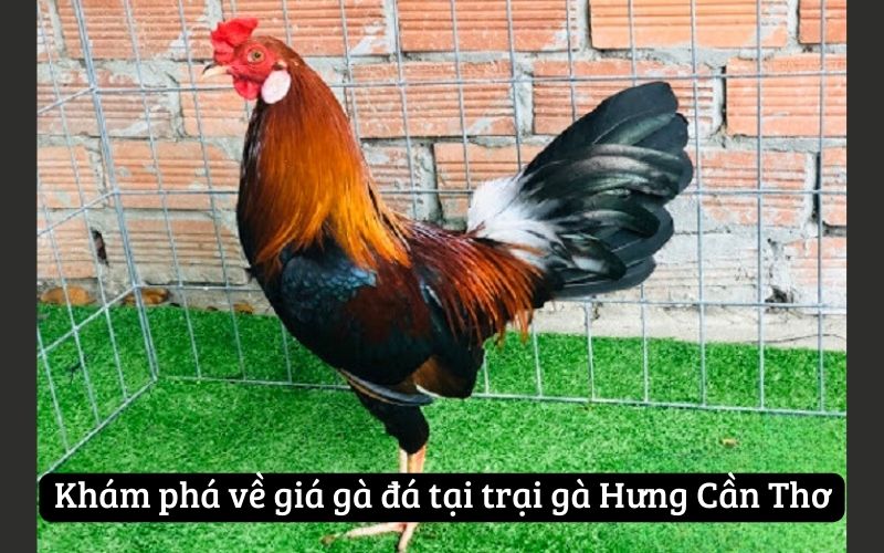 Khám phá về giá gà đá tại trại gà Hưng Cần Thơ