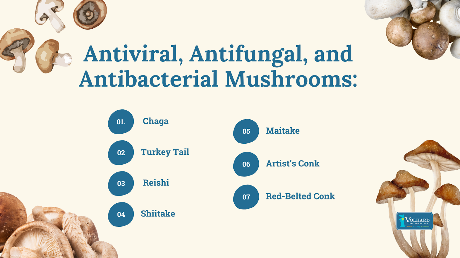 Antiviral antifungal antibacterial mushrooms