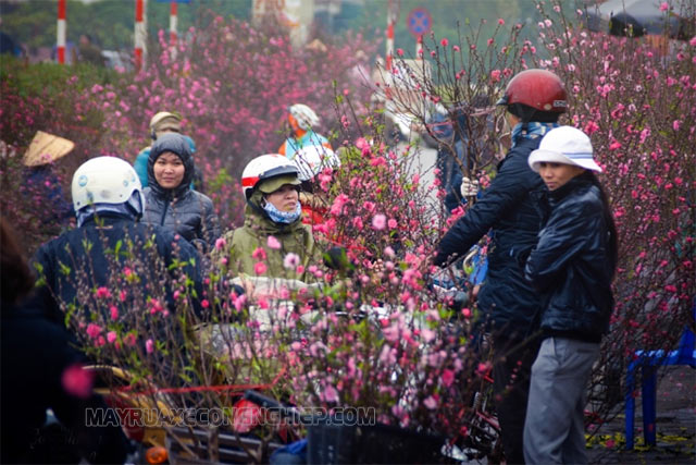 Ghé chợ hoa Lạc Long Quân để lựa đào trưng ngày Tết