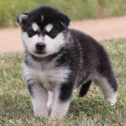 alaskan malamute