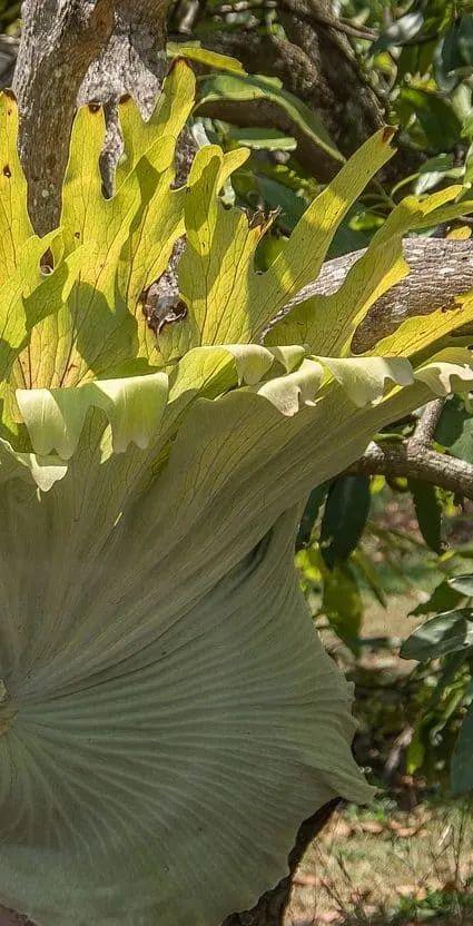 Brown Leaves of Staghorn Ferns 