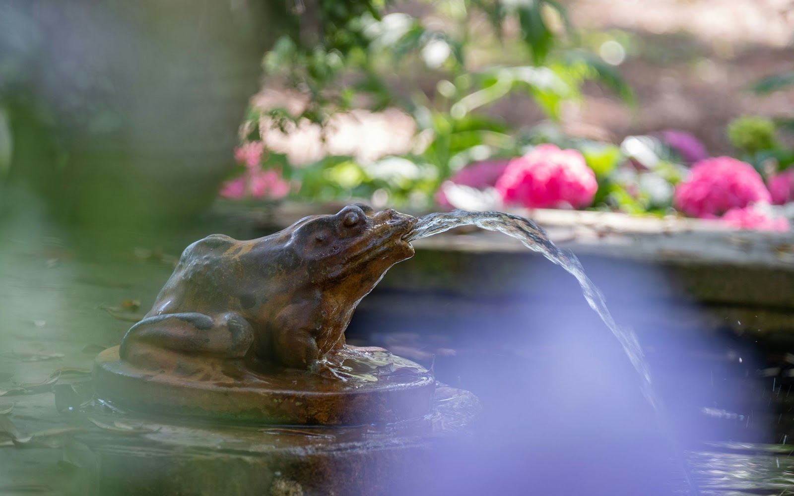 stone frog spouts water into a fountain