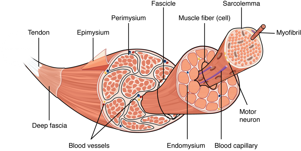 Transparent muscles skeleton, Picture #1516267 transparent muscles ...