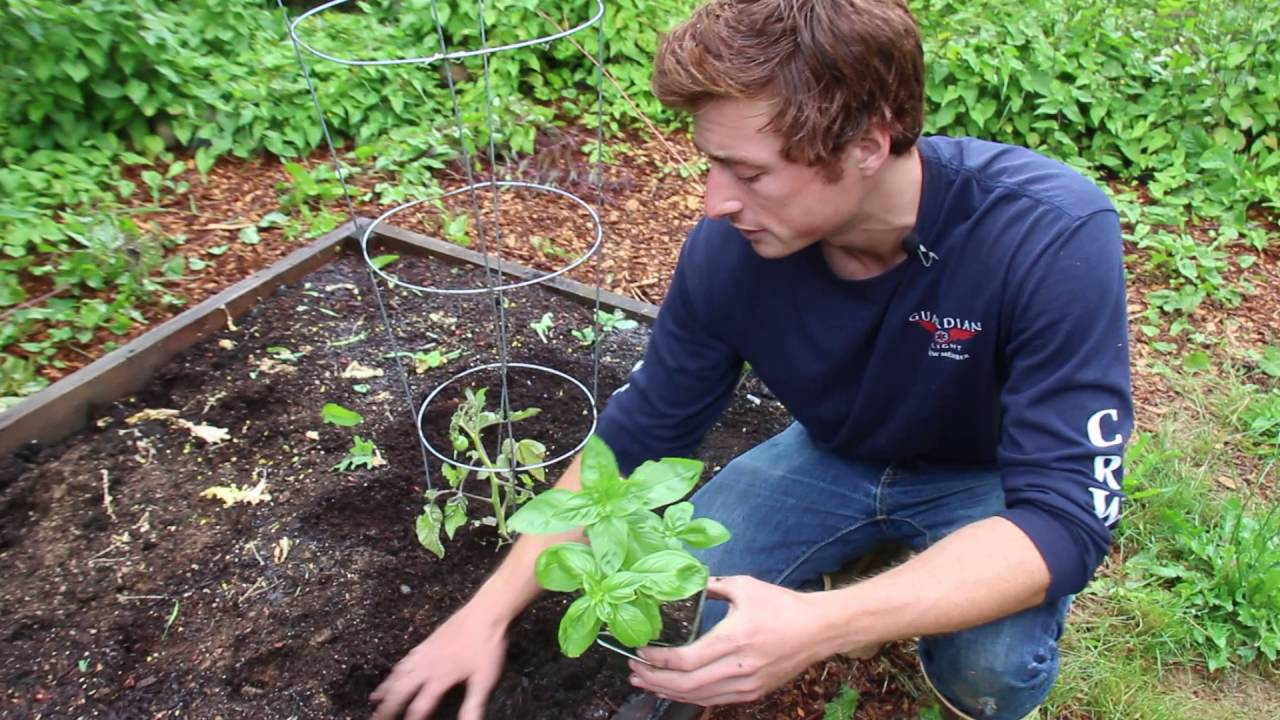 Practice companion planting