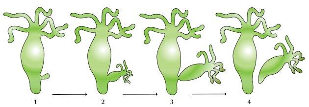 What is budding? Explain the budding in Hydra by the help of diagram.