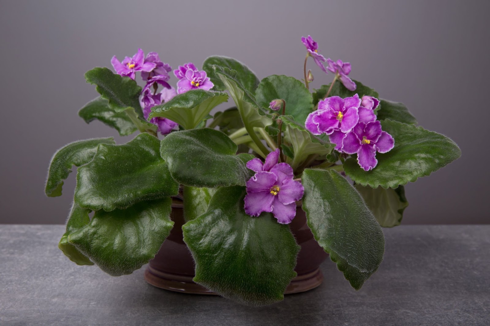 Malattie e parassiti delle violette di Parma