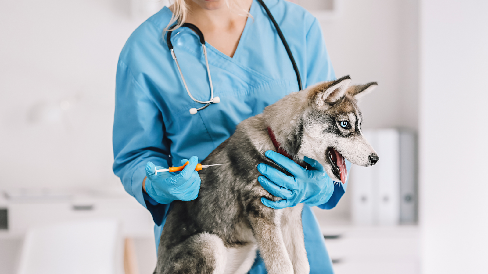 husky being injected 