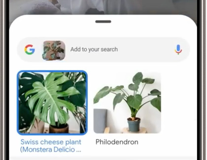 Various search results of a plant