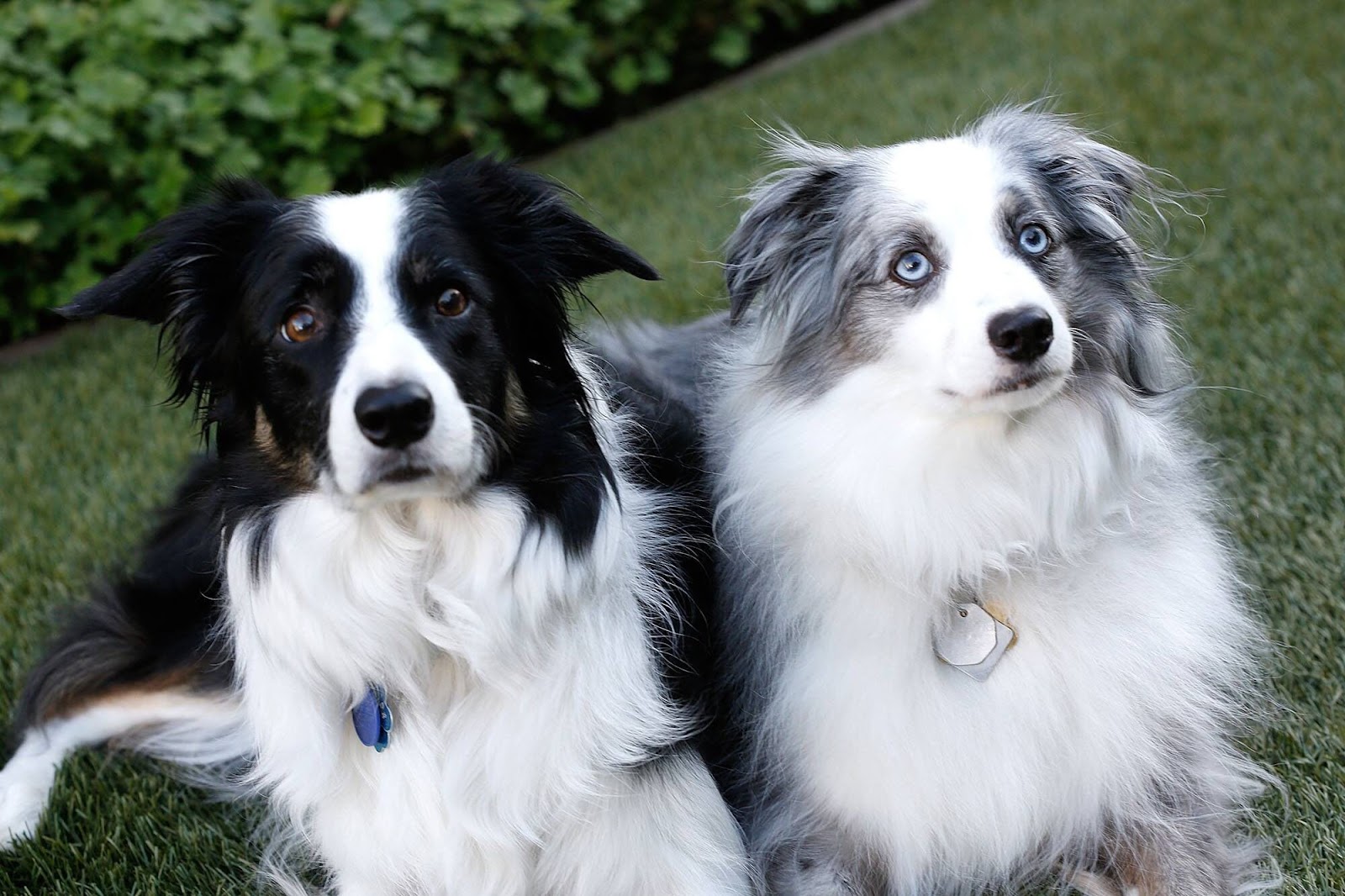 Border Collies In Need