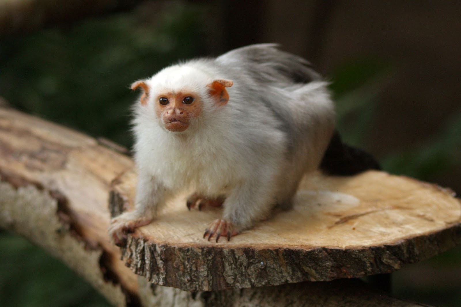 Silvery Marmosets