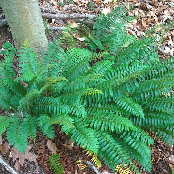 Christmas Fern 