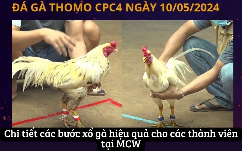 Chi tiết các bước xổ gà hiệu quả cho các thành viên tại MCW