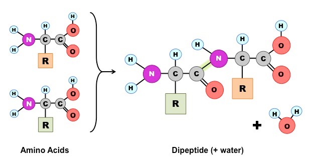 dipeptide