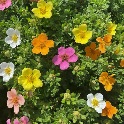 Enjoying Your Cinquefoil Bounty