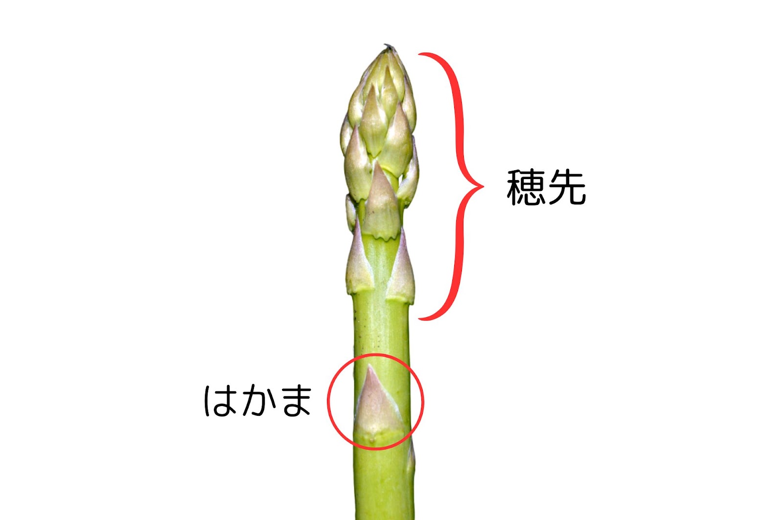 アスパラの部位ごとの栄養の違い