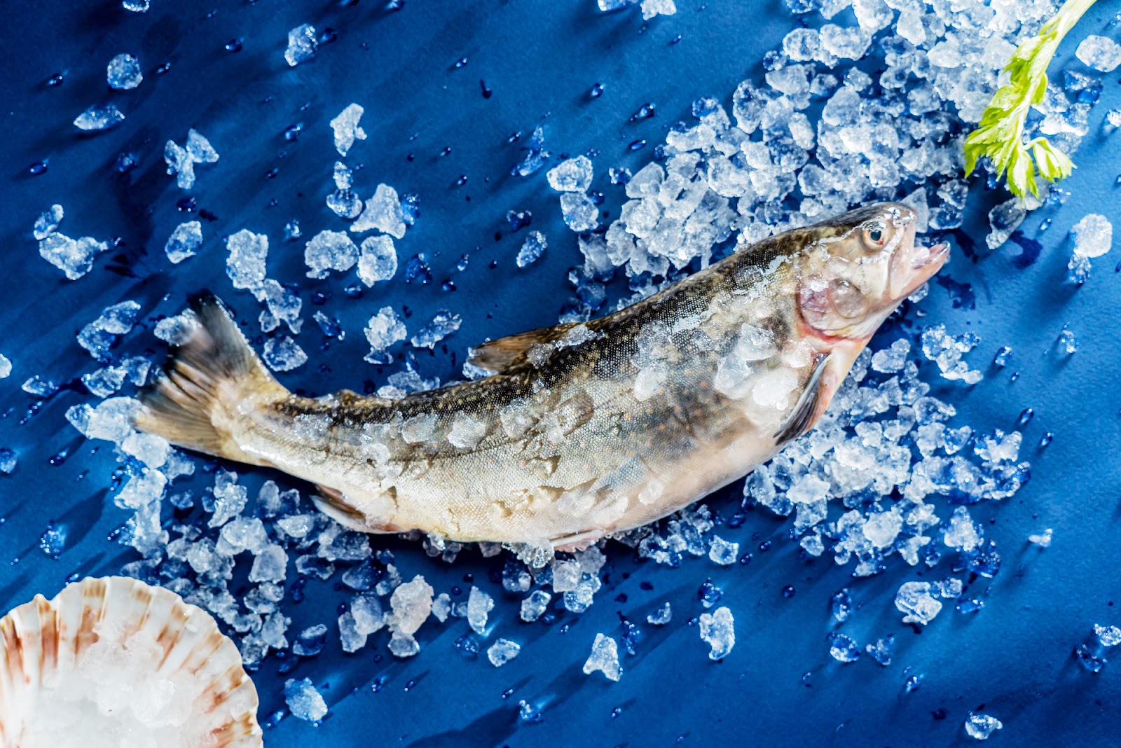 魚を丸ごと冷凍する方法を徹底解説！解凍後も美味しさそのまま