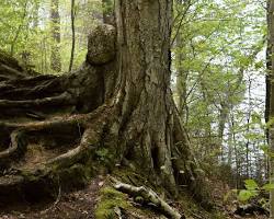 tree in a forest