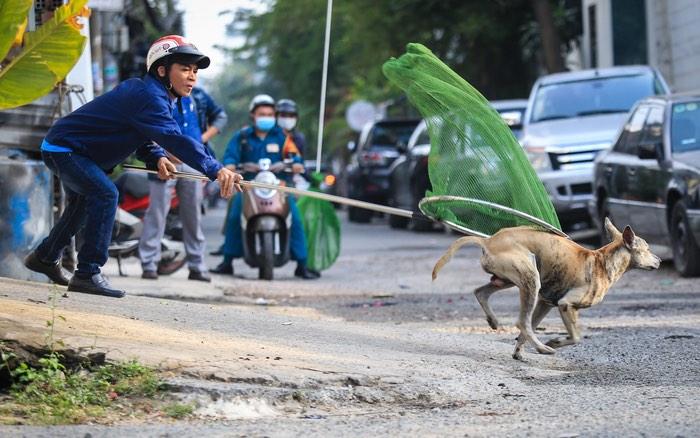 Hiểm họa rình rập từ việc nuôi chó thả rông - Báo Công an Nhân dân điện tử