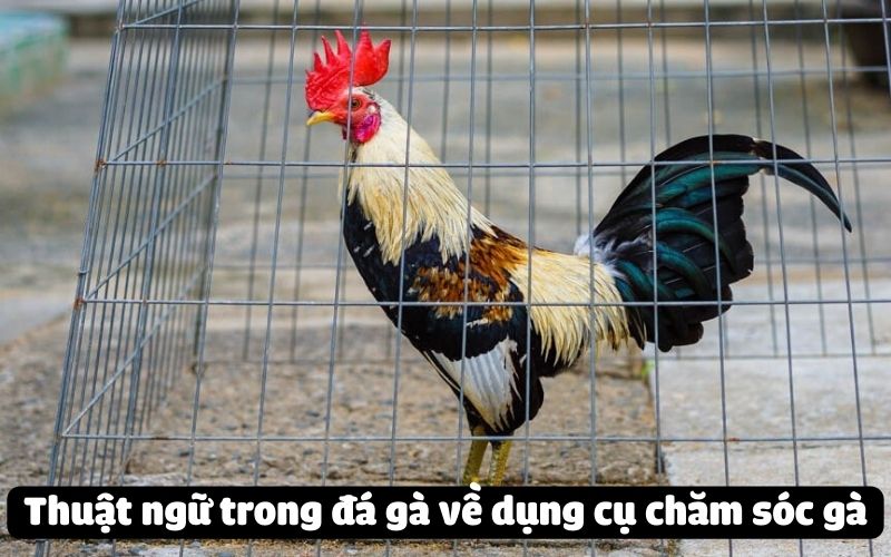 Thuật ngữ trong đá gà về dụng cụ chăm sóc gà