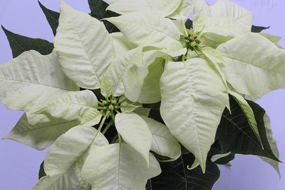 White winter flowers in bloom 