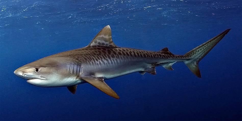 Image result for tiger shark