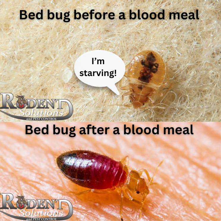 What do bed bugs look like